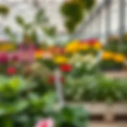 A vibrant array of plants at Blossom Marina Nursery showcasing diverse flora.